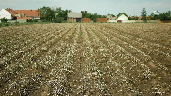 Droogte droge land met aardappelbladeren Solanum tuberosum aardappelen, drogen van de bodem gekraakt, klimaatverandering, milieuramp en aarde scheuren, degradatie landbouwprobleem oogst — Stockfoto