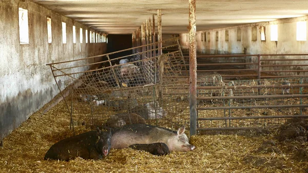 Sow and piglets of domestic pig Sus scrofa domesticus swine, hog in a cote straw profile pink and black, breeding on bio organic farm, boar farming pork, village countryside, meat livestock