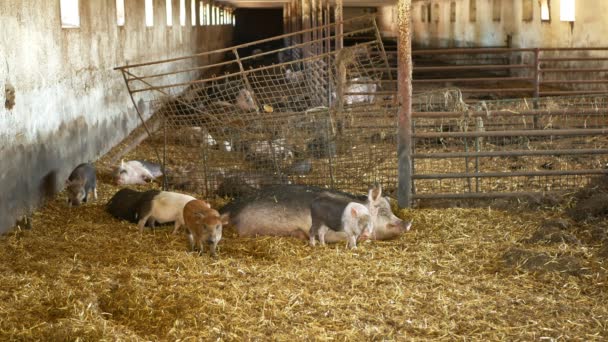 Så och smågrisar av inhemsk gris Sus scrofa domesticus svin, hog i en Cote Straw profil rosa och svart, avel på bio ekologisk gård, vildsvin jordbruk fläsk, byn landsbygden, Köttboskap — Stockvideo