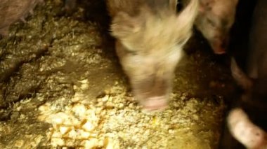 Yem gıda domuz ve yerli domuz Sus scrofa domesticus domuz, bir karyola saman profili pembe ve siyah domuz lar yemek domuz, biyo organik çiftlikte domuz yetiştiriciliği, hayvancılık domuz