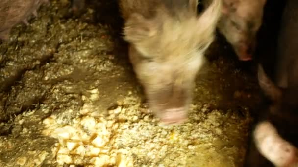 Fütterung von Schweinen und Hausschweinen gegen Scrofa domesticus-Schweine, Schwein im Cote-Stroh-Profil rosa und schwarze Ferkel fressen, Zuchtschweine auf Bio-Bauernhof, Schweinezucht — Stockvideo