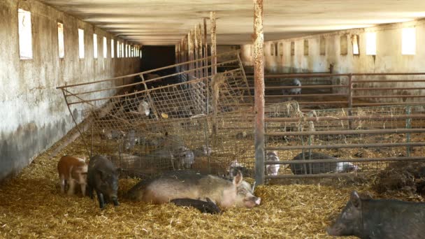 Sow and piglets of domestic pig Sus scrofa domesticus swine, hog in a cote straw profile pink and black, breeding on bio organic farm, boar farming pork, village countryside, meat livestock — Stock Video