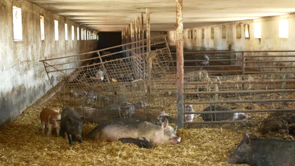 Cerda y lechones de cerdo doméstico Sus scrofa domesticus porcino, cerdo en una paja de cota perfil rosa y negro, cría en la granja biológica, porcino de cría de jabalí, campo del pueblo, ganado de carne — Vídeos de Stock