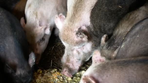 Feeding food eating pigs sow and of domestic pig Sus scrofa domesticus swine, hog in a cote straw profile pink and black piglets eat, breeding boar on bio organic farm, livestock farming pork — Stock Video