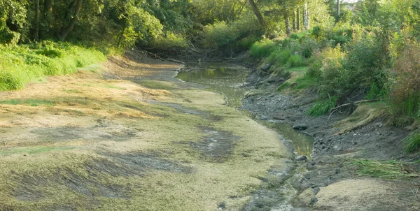 Siccità ed essiccazione dell'acqua del fiume Morava, prosciugamento del suolo incrinato, eutrofizzazione dei cambiamenti climatici, disastro ambientale, mancanza di ossigeno per la crescita di cianobatteri e alghe — Foto Stock