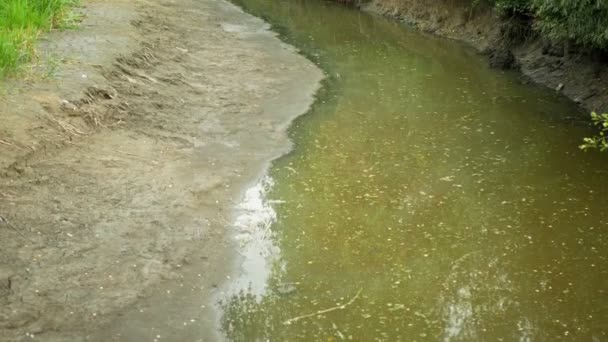 Secagem e secagem da água do rio Morava, secagem do solo rachado, eutrofização mudanças climáticas, desastre ambiental, falta de oxigênio para o crescimento de cianobactérias e algas — Vídeo de Stock