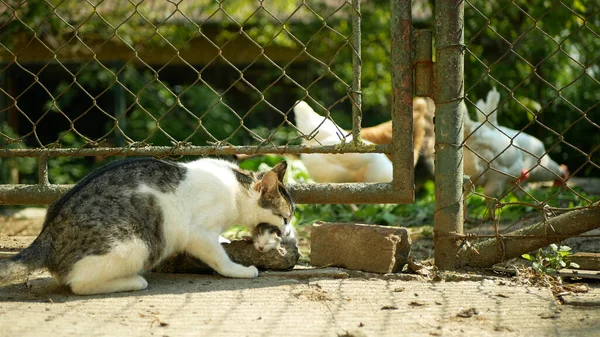 Tabby Kot Małym Niewidomym Noworodkiem Kotek Podwórku Wiosce Kot Nosi — Zdjęcie stockowe