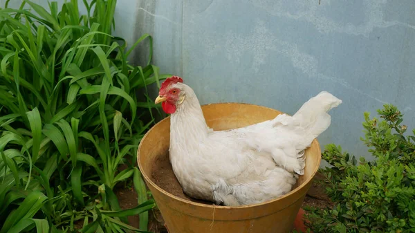 Leghorn Galinha Branca Sentado Ninho Buraco Nide Relaxa Vaso Flores — Fotografia de Stock