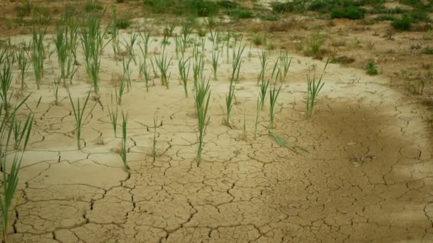 Pântano de lagoa de seca rachado, pântano muito secando a crosta do solo mudança climática terra, desastre ambiental e rachaduras de terra muito, morte para plantas e animais, degradação seca do solo — Vídeo de Stock