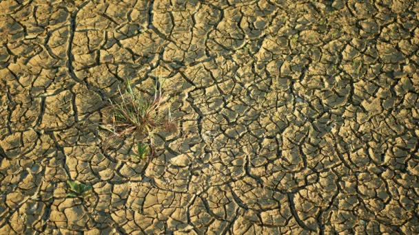 Susza pęknięty staw mokradła, bagna bardzo suszenie skorupy gleby zmiany klimatu, katastrofa środowiskowa i pęknięcia ziemi bardzo, śmierć dla roślin i zwierząt, suche bagna degradacji gleby — Wideo stockowe