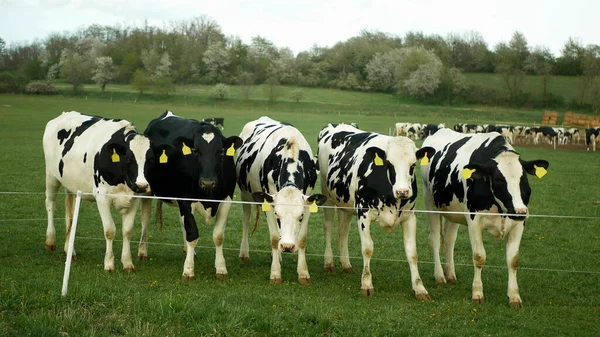 Heifer dairy cows young free open range lawn meadow grass grazing pasture electric fence tape, bio organic farm farming, feeding in a barn, eat high-quality corn silage feed, cowshed is a modern and not bricked, Holstein Friesian cattle breed milk