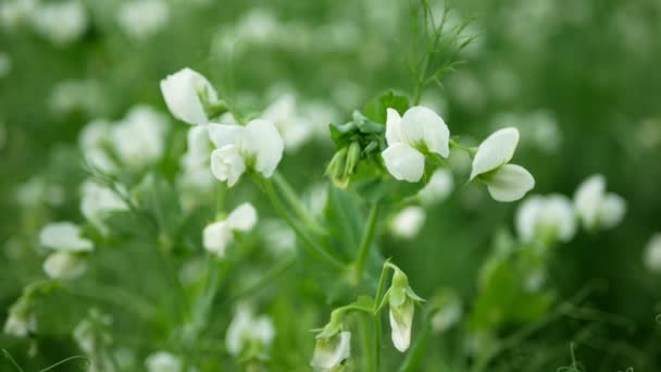 Szczegóły dotyczące grochu kwiat biały bio ekologiczne gospodarstwo rolne obejmuje uprawy Pisum sativum, zielone nawożenie mulcz pole żywienia dla innych upraw groch szczegół zielony tendrils nawozu azotowego, rolnictwo — Wideo stockowe