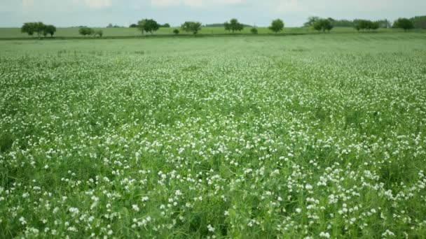 Borsórészlet Virágos Virág Fehér Biogazdálkodás Borító Növény Pisum Sativum Zöld — Stock videók
