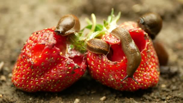 Spansk snigel Arion vulgaris snigel parasiterar på jordgubbe flyttar trädgård fält, äta mogna fruktplantor grödor, flytta invasiva brunaktig farlig skadedjursbekämpning jordbruk, jordbruk gård, gift bekämpningsmedel — Stockvideo