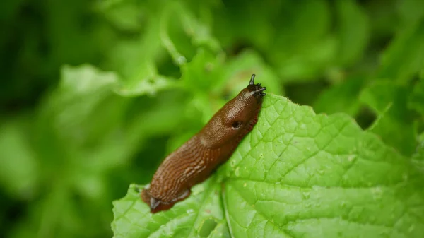 Spanish Slug Pest Arion Vulgaris Snail Parasitizes Radish Raphanus Raphanistrum — Stock Photo, Image