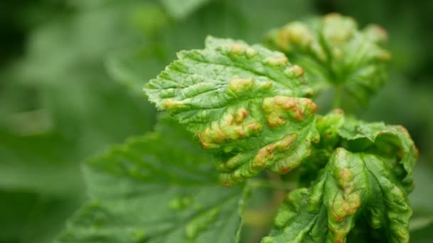 Folha de pulgão de groselha Cryptomyzus ribis inseto parasita praga causa perda de cultura arbusto pequeno arbusto cultivado planta madeira cultivada pomares jardim. Danos na agricultura Fazendas agricultura deixa colônias danificadas — Vídeo de Stock