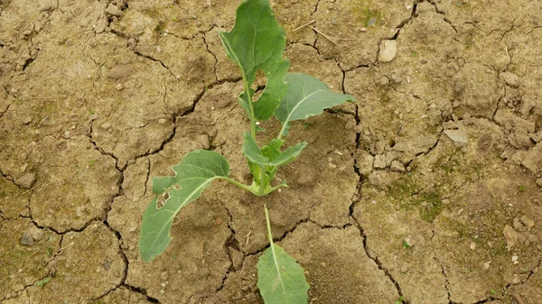 乾燥フィールドkohlabiキャベツカブBrassicaオレラセアゴンドウの土地ヒョウタンのキュウリの果物の野菜、土壌の亀裂を乾燥させ、非常に気候変動、環境災害土の亀裂 — ストック写真