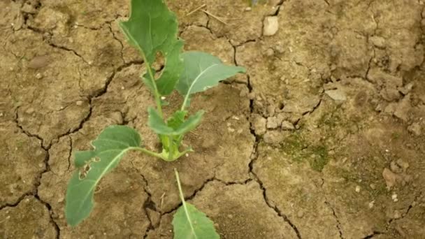 Siccità campo secco cavolo rapa Brassica oleracea gongylodes terra zucca cetrioli frutta verdura, essiccazione del suolo incrinato, molto cambiamento climatico, disastro ambientale crepe della terra — Video Stock