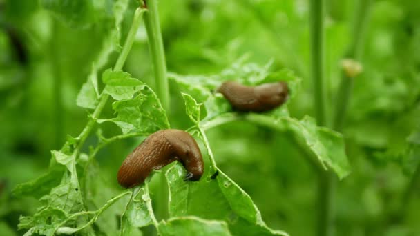 Ισπανική γυμνοσάλιαγκας Arion vulgaris σαλιγκάρι parasitizes σε ραπανάκια ή λάχανο μαρούλι κινείται στον κήπο, τρώει ώριμες φυτικές καλλιέργειες, κινείται επεμβατική καφετιά επικίνδυνη γεωργία παρασίτων, καλλιέργεια αγρόκτημα, δηλητήριο — Αρχείο Βίντεο