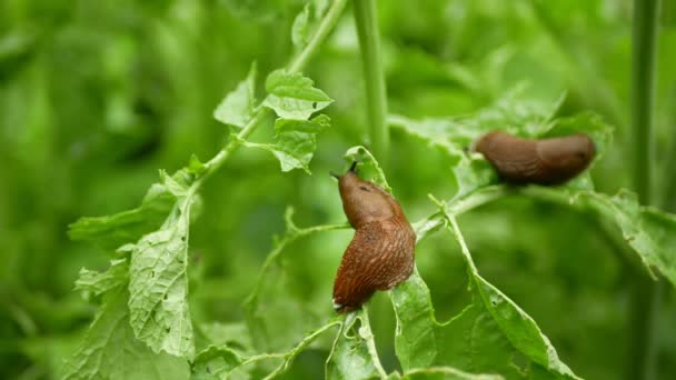 Ισπανική γυμνοσάλιαγκας Arion vulgaris σαλιγκάρι parasitizes σε ραπανάκια ή λάχανο μαρούλι κινείται στον κήπο, τρώει ώριμες φυτικές καλλιέργειες, κινείται επεμβατική καφετιά επικίνδυνη γεωργία παρασίτων, καλλιέργεια αγρόκτημα, δηλητήριο — Αρχείο Βίντεο