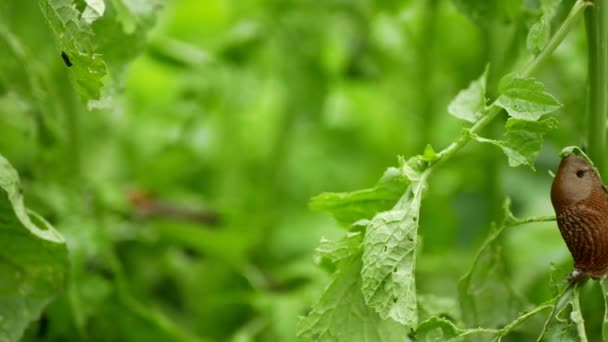 İspanyol salyangoz baş belası Arion vulgaris salyangoz patates yaprakları üzerinde parazit yapar Solanum tüberozum patates yaprağı sebze, lahana yaprağı, bahçeler, olgun bitki ürünleri. İstilacı sümüklü böcek İspanya toprakları — Stok video