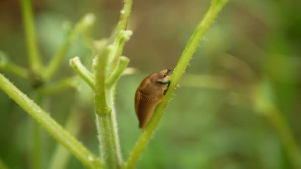 Plaga babosa española Arion vulgaris caracol parasita en hojas de girasol común Helianthus annuus verduras de hoja, excremento de heces salen de la respiración neumostoma poro respiratorio — Vídeo de stock