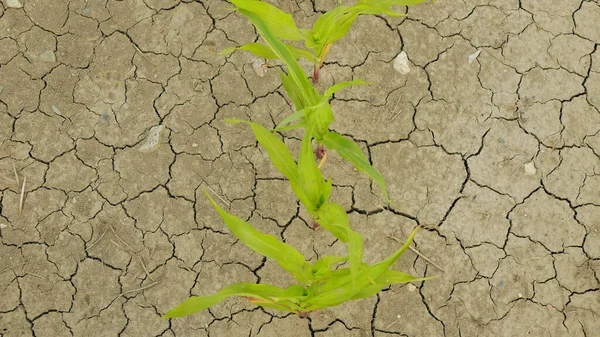Sécheresse champ maïs feuilles Zea mays, assèchement du sol, assèchement du sol fissuré, changement climatique, catastrophe environnementale terre fissures problème agricole sec, agriculture légumes feuilles — Photo