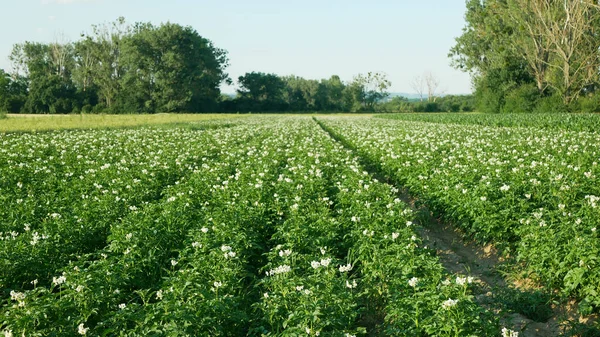 Veld aardappel bloesem bloemen witte bladeren Solanum tuberosum bloeiende aardappelen, boerderij bio biologische landbouwgrond milieu en aarde oogst, landbouwgrond landschap van het land Europa — Stockfoto