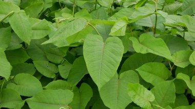 Knotweed Reynoutria Fallopia japonica Sakhalin Japon, tehlikeli bitki yaprakları, meyveler, Asya sakhalinensis davetsiz misafir, çiçek davetsiz misafiri