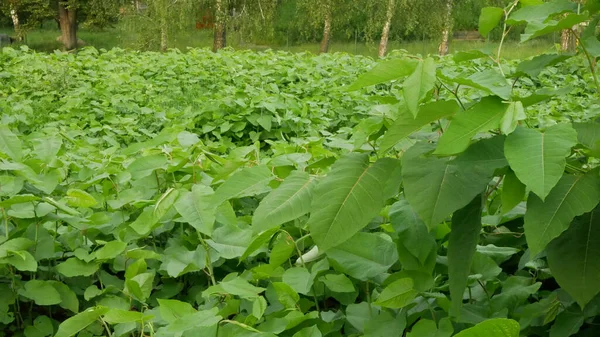 Knotweed Reynoutria Fallopia japonica Sakhalin Japonês, invasor espécies expansivas de plantas perigosas folha, folhas de frutas, Ásia Japão sachalinensis intruso neófito calamidade flores gatecrasher — Fotografia de Stock