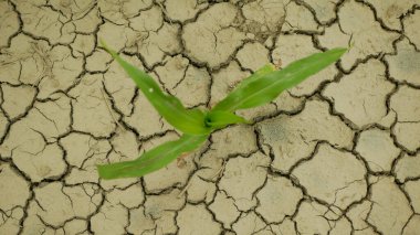Kuraklık tarlası mısır yaprakları Zea Mays, toprağı kurutmak, toprağı kurutmak iklim değişikliği, çevre felaketi toprak tarım sorununu çözüyor, tarımsal sebze yaprağı kuruyor.