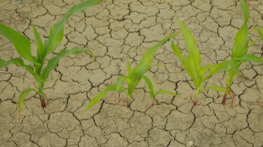 Kuraklık tarlası mısır yaprakları Zea Mays, toprağı kurutmak, toprağı kurutmak iklim değişikliği, çevre felaketi toprak tarım sorununu çözüyor, tarımsal sebze yaprağı kuruyor.
