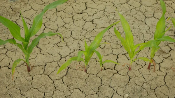 Sécheresse champ maïs feuilles Zea mays, assèchement du sol, assèchement du sol fissuré, changement climatique, catastrophe environnementale terre fissures problème agricole sec, agriculture légumes feuilles — Photo