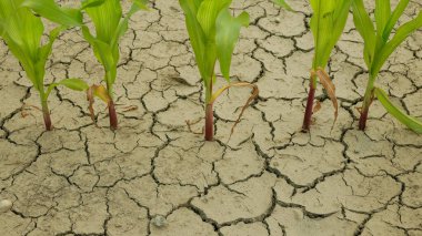 Mısır tarlası arazisi Zea Mays 'i terk ediyor, toprağı kurutuyor, toprağı kurutuyor, iklim değişikliği, çevre felaketi toprak tarım sorununu çözüyor, tarımsal sebze yaprağını kurutuyor.