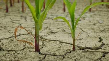Mısır tarlası arazisi Zea Mays 'i terk ediyor, toprağı kurutuyor, toprağı kurutuyor, iklim değişikliği, çevre felaketi toprak tarım sorununu çözüyor, tarımsal sebze yaprağını kurutuyor.