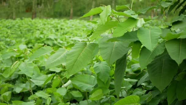 Knop invasiv växt Reynoutria Fallopia japonica Sakhalin Japanska, expansiva arter av farliga blad, lämnar frukter, Asien Japan sachalinensis inkräktare neofyten katastrof blommor gatecrasher — Stockvideo