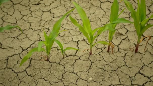 Засушливое поле земли кукурузы кукурузы листья Зеа мэйс, высыхание почвы, сушка почвы трещины, изменение климата, экологическая катастрофа Земля трещит сельскохозяйственной проблемы сухой, сельское хозяйство овощной лист — стоковое видео