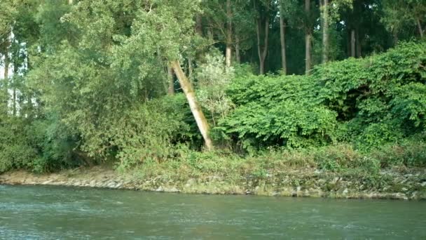 Knöterich Japanisch, invasive expansive Arten gefährlicher Pflanzen Blatt in Fluss Strauch Sträucher Wachstum üppig, Blätter Reynoutria Fallopia japonica Eindringling Neophyten Kalamität Blumen Torecrasher Herbizide — Stockvideo