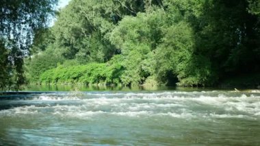 Knotweed Japon nehri, tehlikeli bitki türlerinin istilacı geniş yaprakları çalılıklarda yetişiyor yemyeşil Reynoutria Fallopia japonica davetsiz misafir yeni yetme felaket çiçek davetsiz misafiri otlar