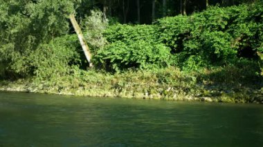 Knotweed Japon nehri, tehlikeli bitki türlerinin istilacı geniş yaprakları çalılıklarda yetişiyor yemyeşil Reynoutria Fallopia japonica davetsiz misafir yeni yetme felaket çiçek davetsiz misafiri otlar