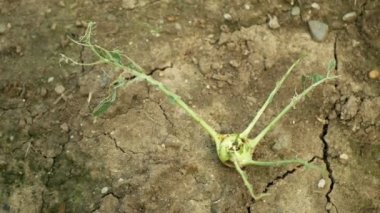 Kuru tarla kohlrabi lahana şalgamı Brassica oleracea gongylodes meyve sebzeleri, toprağı kurutan, zarar görmüş sümüklü böcek, iklim değişikliği, çevre felaketi dünya çatlakları