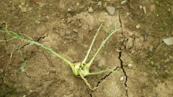 Засушливое сухое поле кольраби репа капусты Brassica oleracea gongylodes фрукты овощи, сушка почвы трещины, листья повреждены съеденный слизень, изменение климата, экологическая катастрофа земля трещин — стоковое видео