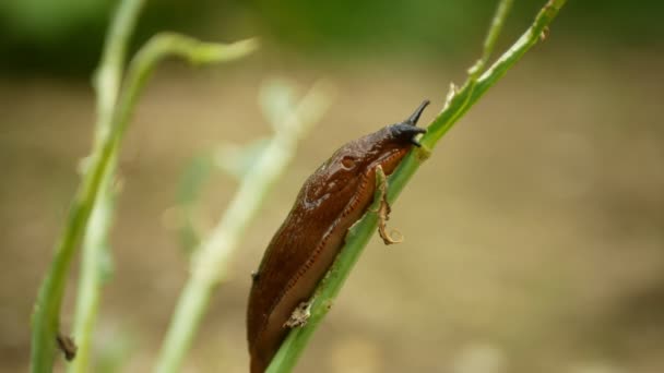 İspanyol sümüklü böcek Arion vulgaris salyangoz kohlrabi lahanası şalgam gongylodları tarlaları hareket ettiriyor, olgun bitkileri yiyor, istilacı kahverengimsi tehlikeli tarım, tarım çiftliği, zehir taşıyor. — Stok video