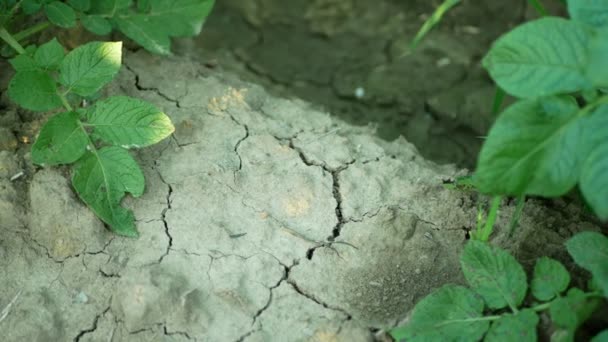 Trockenes Trockenland mit Kartoffelblättern Solanum tuberosum-Kartoffeln, Austrocknung des Bodens rissig, Klimawandel, Umweltkatastrophe und Erdrisse, Verschlechterung landwirtschaftlicher Problemernte — Stockvideo