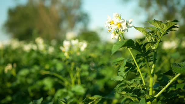 Цветение картофеля полевые цветы белые листья Solanum tuberosum цветущий картофель, сельскохозяйственное биоорганическое земледелие, окружающая среда и урожай земли, сельское хозяйство ландшафт страны Европы — стоковое видео