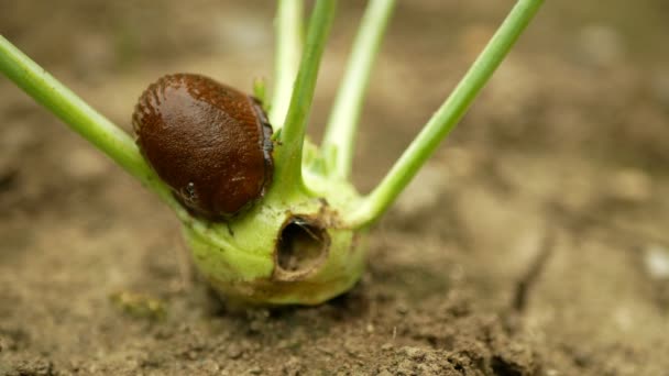 Slug ισπανικά Arion vulgaris σαλιγκάρι parasitizes kohlrabi λάχανο γογγύλι γογγύλια κινείται στον κήπο, τρώει ώριμες φυτικές καλλιέργειες, κινείται επεμβατική καφετί επικίνδυνη γεωργία παρασίτων, αγρόκτημα καλλιέργειας, δηλητήριο — Αρχείο Βίντεο