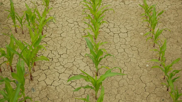 Drought field land maize corn leaves Zea mays, drying up soil, drying up the soil cracked, climate change, environmental disaster earth cracks agricultural problem dry, agriculture vegetables leaf — Stock Photo, Image