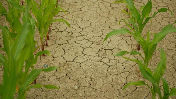 Поля посухи на кукурудзяному полі залишає Зеа-мис, висушуючи ґрунт, висушуючи ґрунт тріщини, зміни клімату, екологічні катастрофи землі порушують сільськогосподарські проблеми, сільськогосподарські овочі листки. — стокове фото