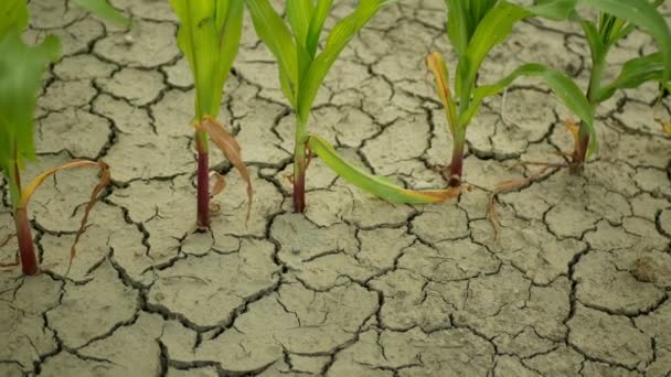 Kuraklık tarlası mısır yaprakları Zea Mays, toprağı kurutmak, toprağı kurutmak iklim değişikliği, çevre felaketi toprak tarım sorununu çözüyor, tarımsal sebze yaprağı kuruyor. — Stok video