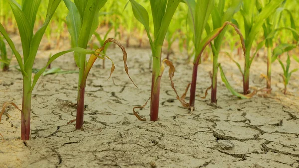 Посушливе поле наземне кукурудзяне листя Zea mays, висушування грунту, висушування ґрунту тріщинами, зміна клімату, екологічна катастрофа земля тріщини сільськогосподарська проблема суха, сільське господарство овочі листя — стокове фото